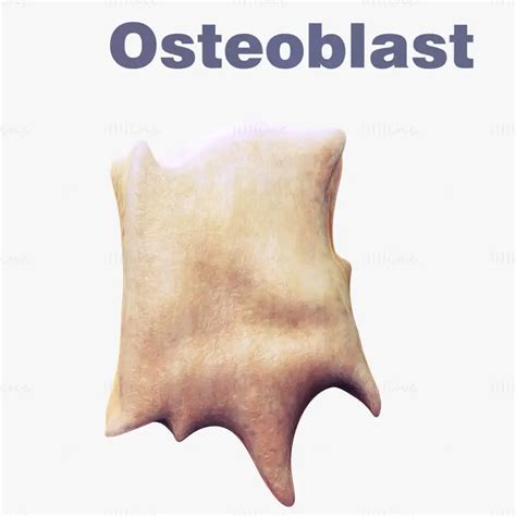 osteo cell osteoblast medical illustration