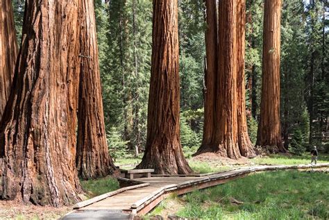 Giant Forest At Sequoia National Park Reopens To Public