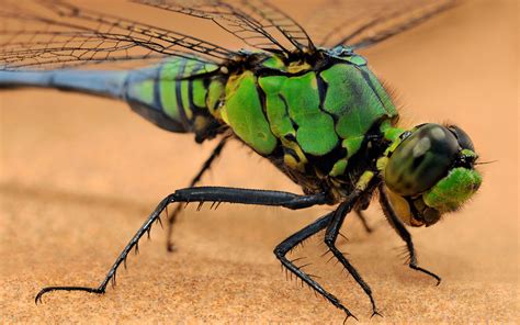 Картинки dragonfly, стрекоза, насекомое, макро, теплый фон, насекомые ...