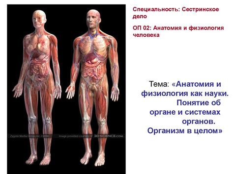 Анатомия Человека Самусев Селин - vitaminleading