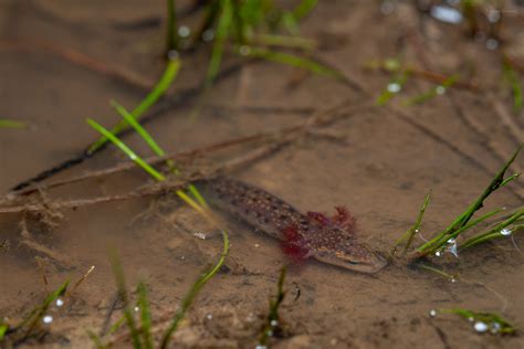 Gulf Coast Waterdog – Reptiles and Amphibians of Mississippi