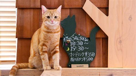 cat cafes neko cafes  japan