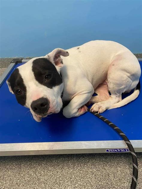 Shelter Dog Can't Stop Shaking While Waiting For Someone To Pick Her