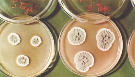 Penicillin aus dem Lexikon | wissen.de