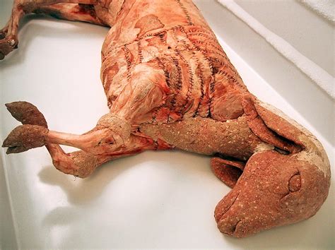 lamb davidadeycom
