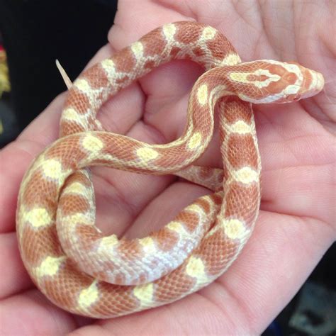 Corn Snake Petsmart at Summer Mathew blog