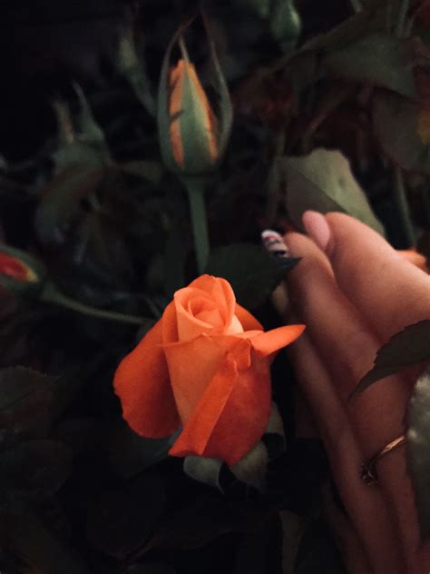 Розочка) | Nature photography, Rose, Beautiful