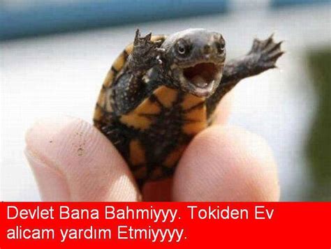 devlet bize bahmiyir - uludağ sözlük