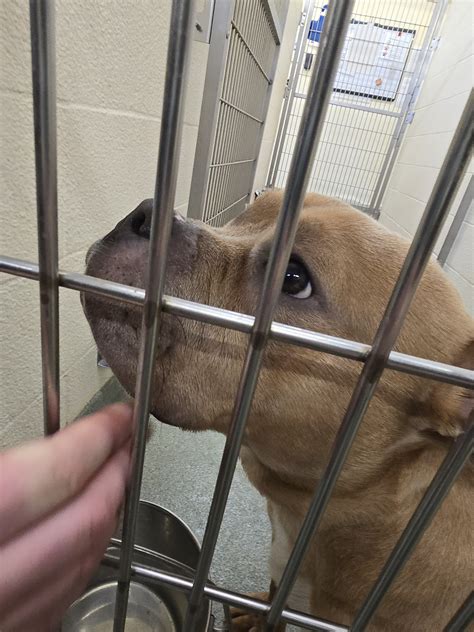 ANIMAL HUMANE SOCIETY - Coon Rapids MN - Hours, Directions, Reviews