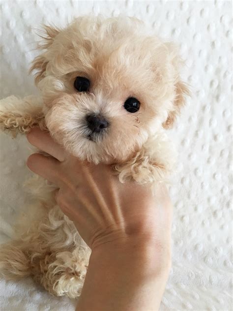 Teacup Maltipoo Haircuts at Ellie Lowin blog