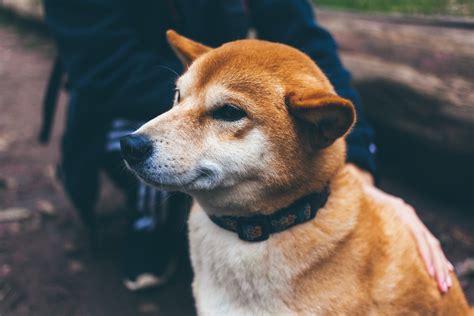 Hachiko - Ludens Media - Svijet je u oku promatrača