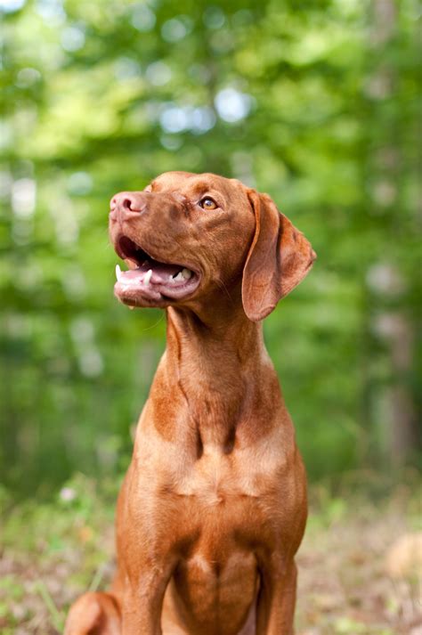 Vizsla Dog