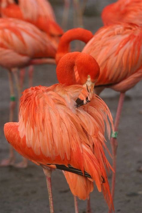 Pin on Birds Verse