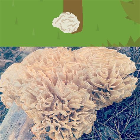 Real vs Sneaky Sasquatch : r/SneakySasquatch