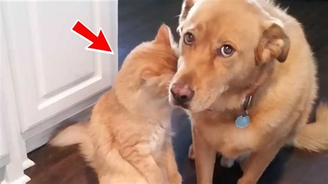 Собака заступилась за беспомощную кошку, над которой издевались хозяева ...