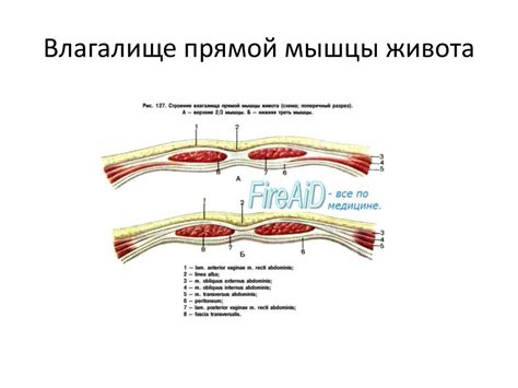 Мышцы живота и спины, паховый канал - презентация онлайн