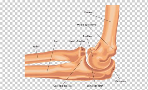 Coronoid process of the ulna Elbow Anatomy Olecranon, Dog and human ...
