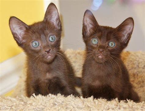 havana brown cat personality