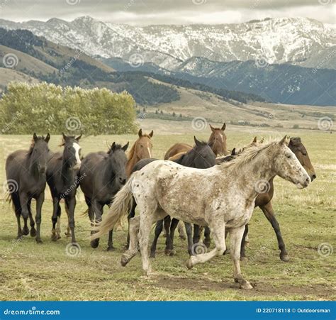 Wild Horses on Montana Range Stock Photo - Image of horses, montana