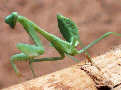 A Powerful Garden Predator | Marshall Grain Co.