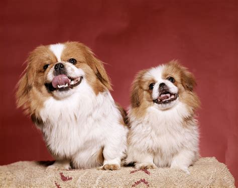The Pekingese: Chinese Lion Dogs | Pekingese dogs, Dogs, Pekingese