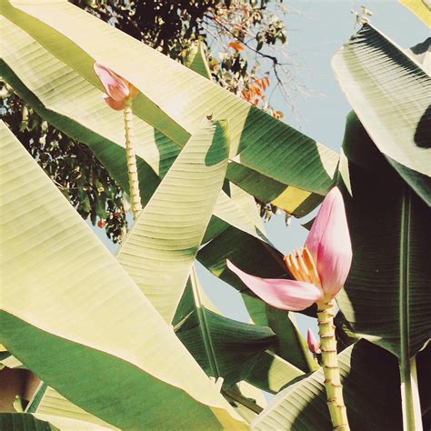 Free Images : plant, leaf, flower, spring, green, color, botany, flora