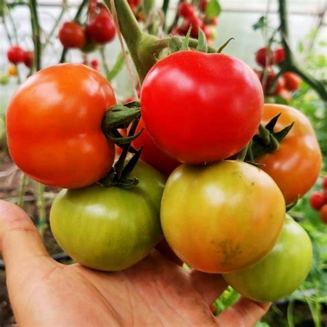 Помидоры Маленький Ручей - Tomato Small Stream