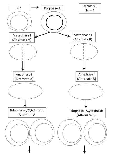 Solved Anaphase II (Alternate B) | Chegg.com