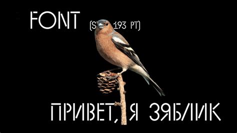 Zyablik Font › Fontesk