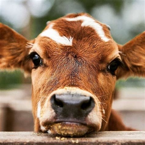 #baby cow eyes on Tumblr