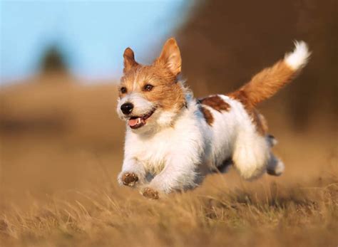 Small Dog Breeds | PetClassifieds.com