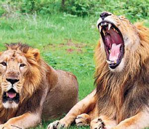 Latest News on Asiatic Lion: Gujarat: Gir roars tourism record, 9,384 tourists visit in a day