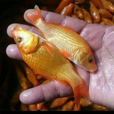 halaman   file ikan mas kuning