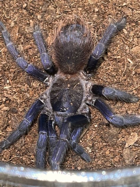 BUY TARANTULAS | Seven Wonders Tarantulas 3/3