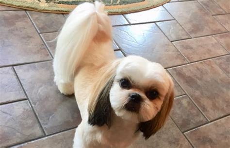 Shih Tzu Tail Ultimate Guide (Look, Grooming, Problems) | Paws and Learn