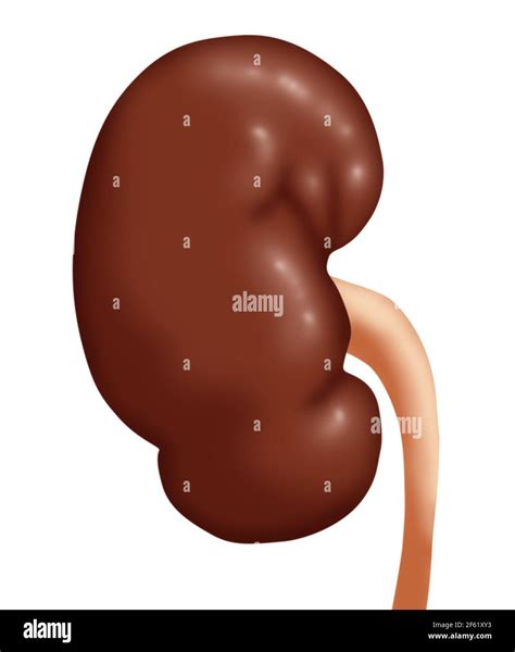 Rene anatomia immagini e fotografie stock ad alta risoluzione - Pagina ...