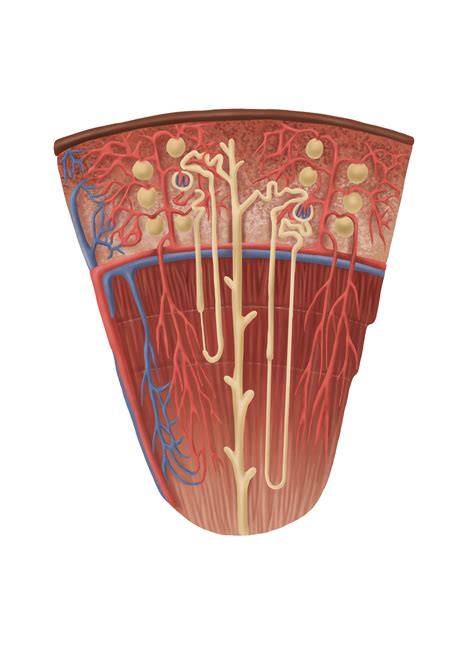 Nefron/Nephron anatomy reference, 2025 | Biyoloji, Tıp, Anatomi