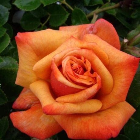 ROSE REMEMBER ME 200MM | Garden Feast