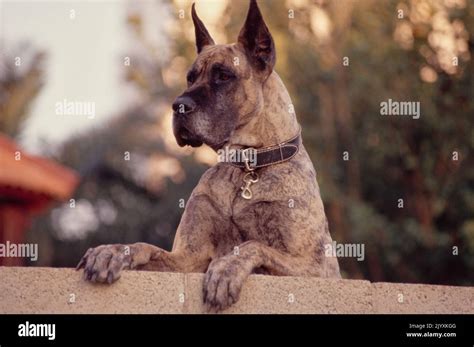 great dane  cropped ears  fence stock photo alamy