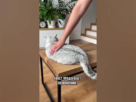 Почему кошки не любят, когда трогают их хвост #кошка #коты #кот - YouTube