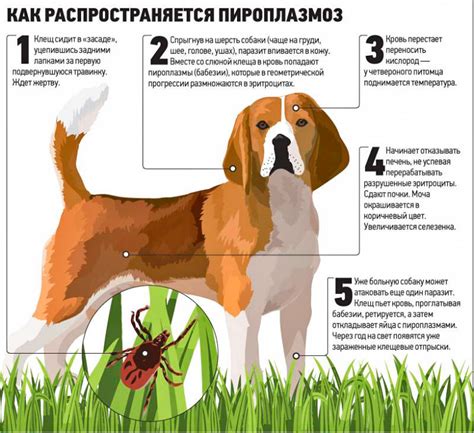 Укус клеща у собаки: симптомы, последствия, лечение