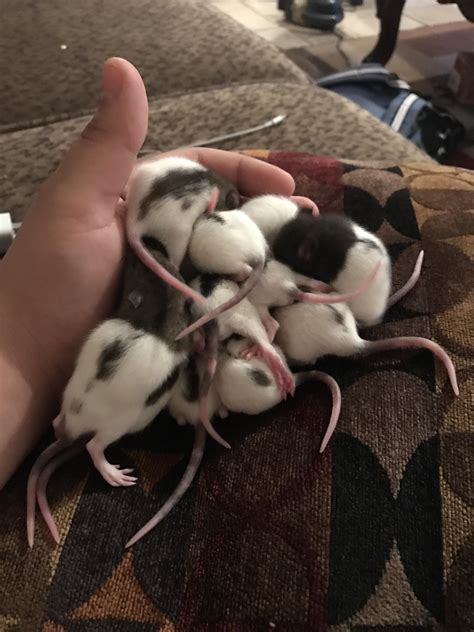 Baby rat pile! : r/RATS