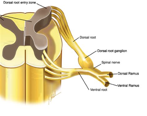 pns anatomy flashcards quizlet