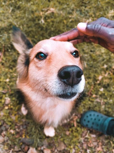Black Tan and White Short Coated Dog · Free Stock Photo