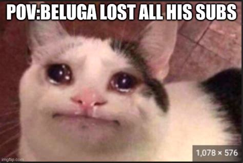 cats beluga Memes & GIFs - Imgflip