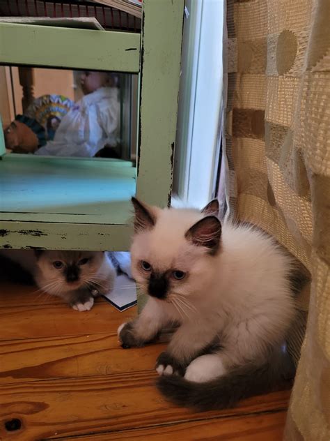 Purebred Ragdoll - Mitchelton - PetsForHomes