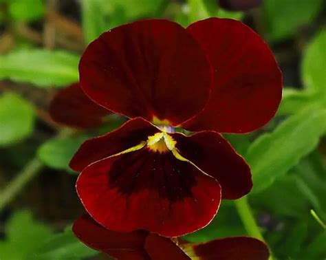 23 Beautiful Maroon Flowers for Your Garden (with Pictures)