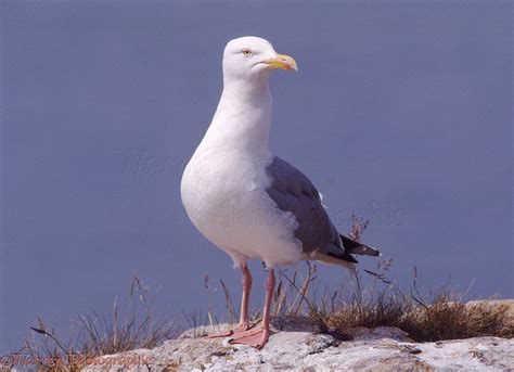 herring gull photo wp