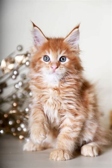 Котенок рыжий мейнкун купить в питомнике Bastet