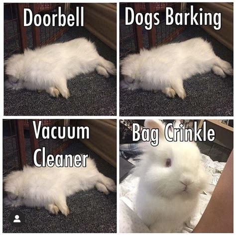 Rabbit meme remake : r/Rabbits